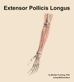 The extensor pollicis longus muscle of the forearm - orientation 15