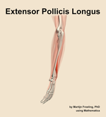 The extensor pollicis longus muscle of the forearm - orientation 2