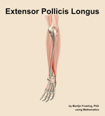 The extensor pollicis longus muscle of the forearm - orientation 3