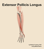 The extensor pollicis longus muscle of the forearm - orientation 4