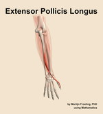 The extensor pollicis longus muscle of the forearm - orientation 5