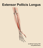 The extensor pollicis longus muscle of the forearm - orientation 6