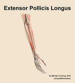 The extensor pollicis longus muscle of the forearm - orientation 7