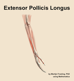 The extensor pollicis longus muscle of the forearm - orientation 8