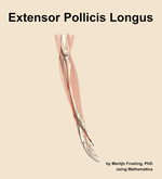 The extensor pollicis longus muscle of the forearm - orientation 9