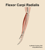 The flexor carpi radialis muscle of the forearm - orientation 1