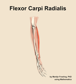 The flexor carpi radialis muscle of the forearm - orientation 10