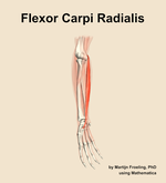 The flexor carpi radialis muscle of the forearm - orientation 11
