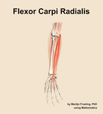 The flexor carpi radialis muscle of the forearm - orientation 12