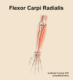 The flexor carpi radialis muscle of the forearm - orientation 13