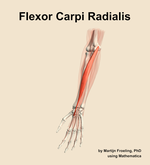 The flexor carpi radialis muscle of the forearm - orientation 14