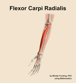 The flexor carpi radialis muscle of the forearm - orientation 15