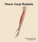 The flexor carpi radialis muscle of the forearm - orientation 16