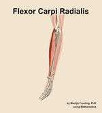 The flexor carpi radialis muscle of the forearm - orientation 2