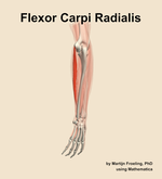 The flexor carpi radialis muscle of the forearm - orientation 3