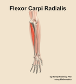 The flexor carpi radialis muscle of the forearm - orientation 4