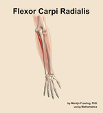 The flexor carpi radialis muscle of the forearm - orientation 5