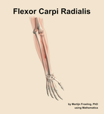 The flexor carpi radialis muscle of the forearm - orientation 6