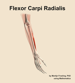 The flexor carpi radialis muscle of the forearm - orientation 7