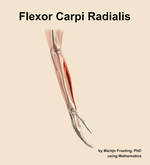The flexor carpi radialis muscle of the forearm - orientation 8