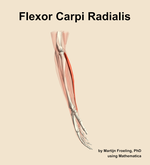 The flexor carpi radialis muscle of the forearm - orientation 9