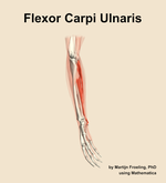 The flexor carpi ulnaris muscle of the forearm - orientation 10