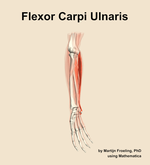 The flexor carpi ulnaris muscle of the forearm - orientation 11