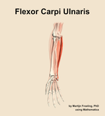 The flexor carpi ulnaris muscle of the forearm - orientation 12