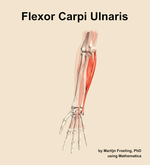 The flexor carpi ulnaris muscle of the forearm - orientation 13