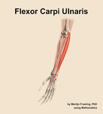 The flexor carpi ulnaris muscle of the forearm - orientation 15