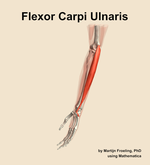 The flexor carpi ulnaris muscle of the forearm - orientation 16