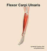 The flexor carpi ulnaris muscle of the forearm - orientation 2
