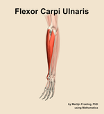 The flexor carpi ulnaris muscle of the forearm - orientation 3