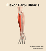 The flexor carpi ulnaris muscle of the forearm - orientation 4