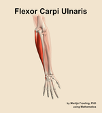 The flexor carpi ulnaris muscle of the forearm - orientation 5