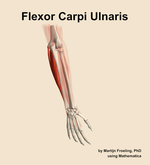The flexor carpi ulnaris muscle of the forearm - orientation 6