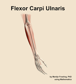 The flexor carpi ulnaris muscle of the forearm - orientation 7