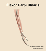 The flexor carpi ulnaris muscle of the forearm - orientation 8