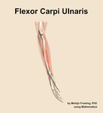 The flexor carpi ulnaris muscle of the forearm - orientation 9