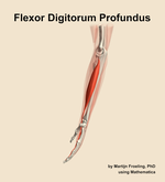 The flexor digitorum profundus muscle of the forearm - orientation 1