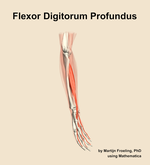 The flexor digitorum profundus muscle of the forearm - orientation 10