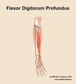 The flexor digitorum profundus muscle of the forearm - orientation 11