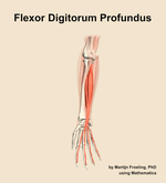 The flexor digitorum profundus muscle of the forearm - orientation 12