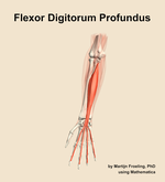 The flexor digitorum profundus muscle of the forearm - orientation 13