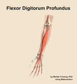 The flexor digitorum profundus muscle of the forearm - orientation 14