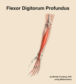 The flexor digitorum profundus muscle of the forearm - orientation 15