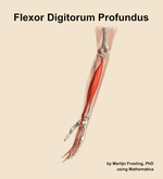 The flexor digitorum profundus muscle of the forearm - orientation 16