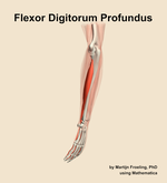 The flexor digitorum profundus muscle of the forearm - orientation 2