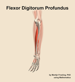 The flexor digitorum profundus muscle of the forearm - orientation 3