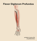 The flexor digitorum profundus muscle of the forearm - orientation 4